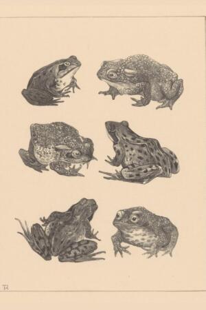 Seis Ranas y Sapos (Zes kikkers en padden) | Theo van Hoytema