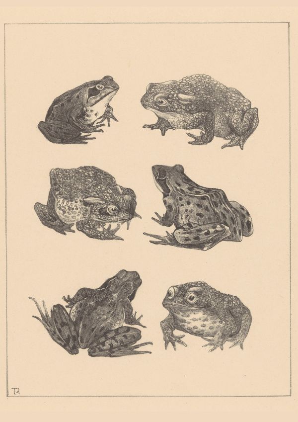 Seis Ranas y Sapos (Zes kikkers en padden) | Theo van Hoytema