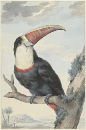 Tucán de Pico Rojo (Red-billed Toucan) | Aert Schouman