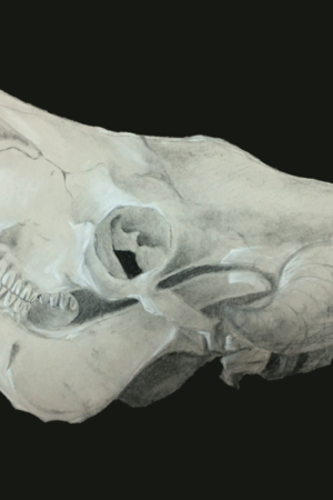 Estudio de cráneo de vaca