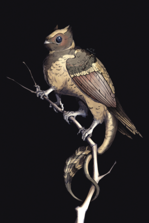 El ave dragón - chotacabras orejudo